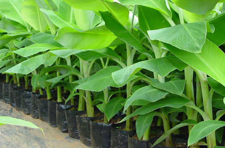 Banana Tissue Culture Plant, for Agriculture