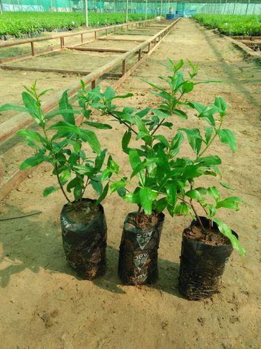 Pomegranate Tissue Culture Plant, for Agriculture