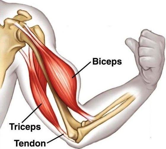 Biceps Tenodesis Treatment Surgery