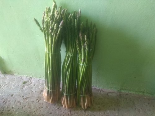 Asparagus Bean, for Home, Hotel, Restaurants, Color : Green, Light Green