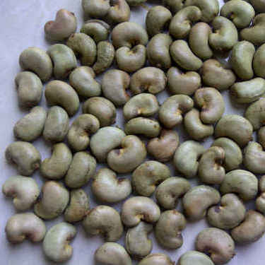 raw cashew nuts