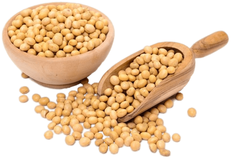 GMO HUMAN CONSUMPTION ORGANIC SOYBEAN by SAINT GLOBAL TRADING from