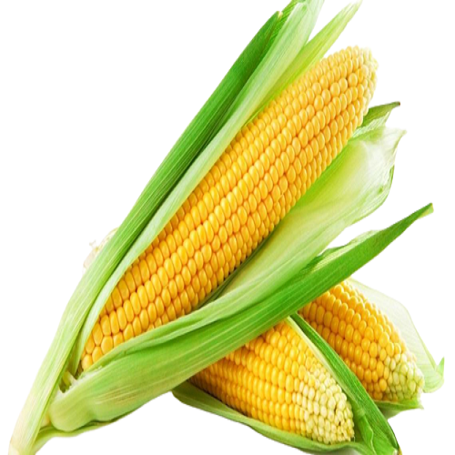 gmo-non-gmo-yellow-maize-for-human-consumption-animal-feed-id