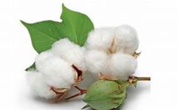 raw cotton