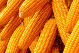 Yellow maize