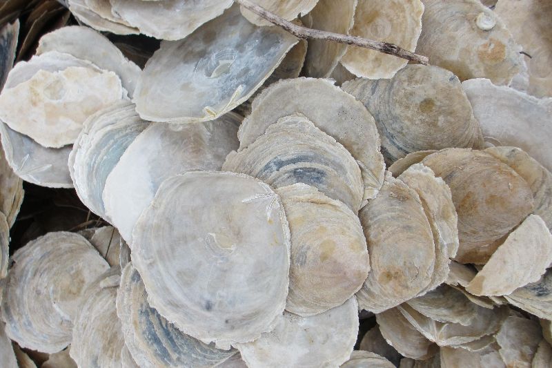 Oyster Shell Calcium Carbon