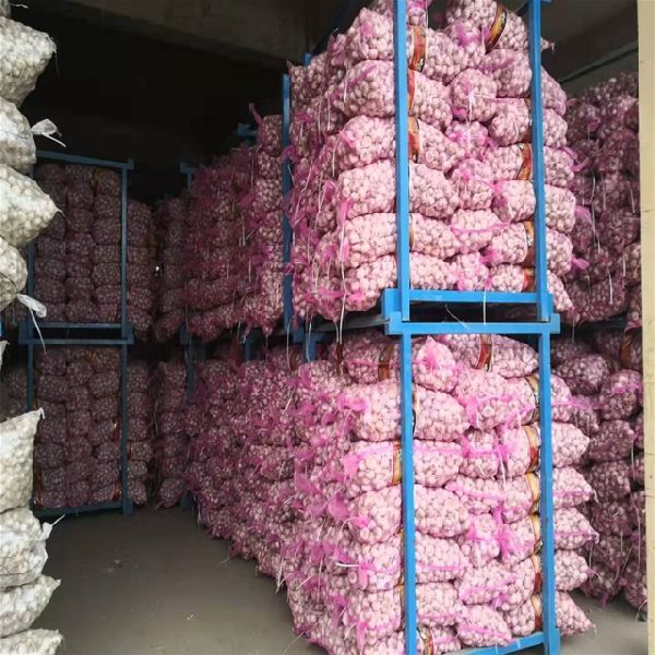 Fresh Natural Garlic