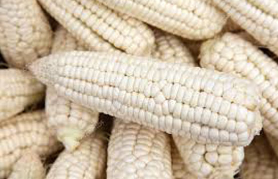 White CORN, for Animal Feed, Style : Dried