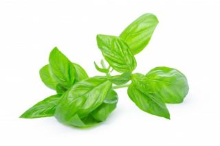 Basil Leaves