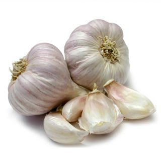 fresh garlic