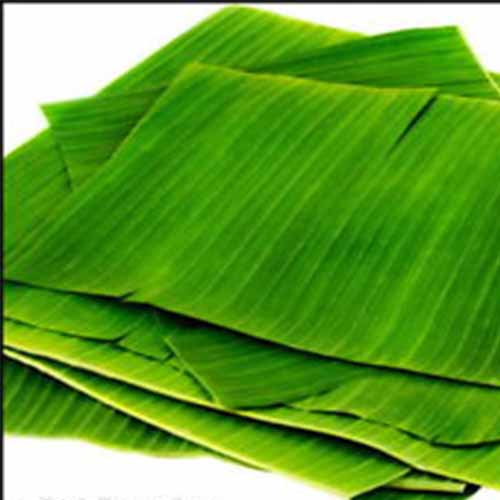 Banana Tiffin Leaves, Feature : Good Quality