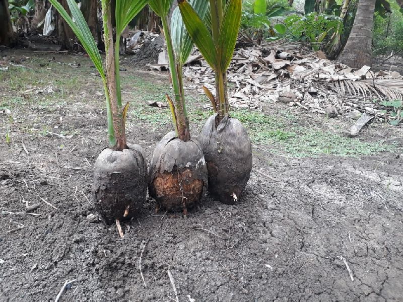 Coconut Seedling Plants ,Cocos Nucifera Palm