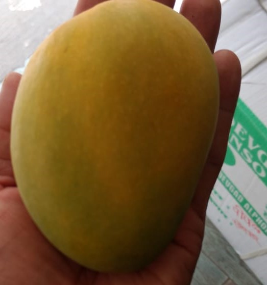 Organic Devgad Hapus Mango, for Direct Consumption, Juice Making, Style : Fresh