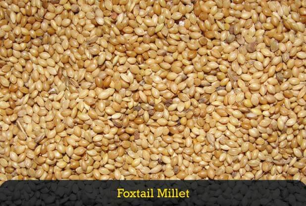 Natural Fine Processed foxtail millet, for Cooking, Variety : Hulled