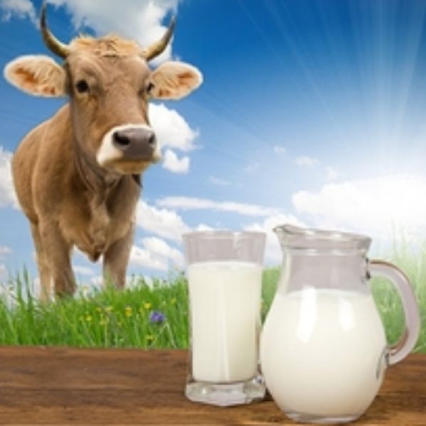 DESI COW MILk Manufacturer In Kutch Gujarat India By Primeworld Impex ...