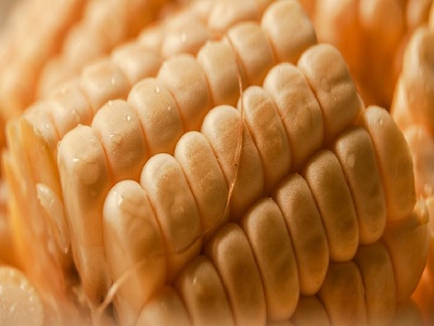 maize seeds