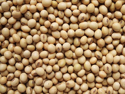 Organic Soya Bean Seeds, for Agricultural, Industrial, Packaging Type : Bag