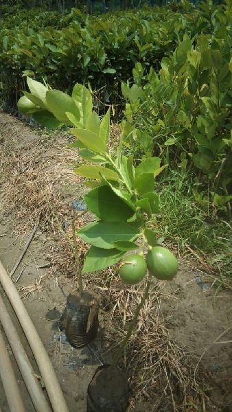 Organic guava plant, for Garden, Feature : Disease Free, Fast growth