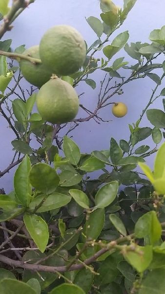 Organic lemon plant, for Gardening, Variety : Hybrid