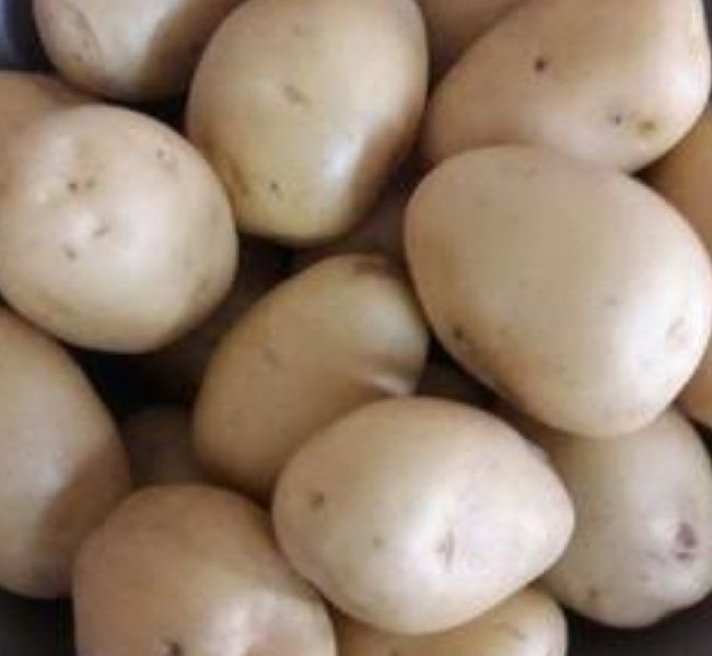 Common Fresh Jyoti Potato, for Cooking, Home, Restaurant, Snacks, Packaging Type : Guny Bag, Jute Bag