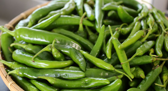 Organic Fresh Green Chilli, Length : 14~15 Cm