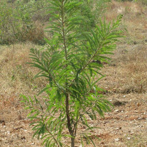 Amla Plant, for Agriculture, Medicine
