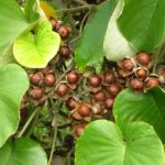 Barbados Nut Seeds, Grade : Medicine Grade