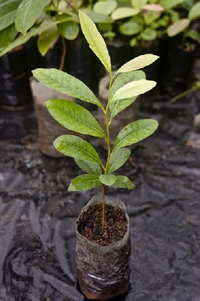 Chironji Plant
