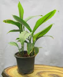 Haldi Plant