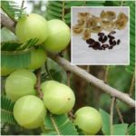 Indian Gooseberry Seeds, for Medicine, Skin Products
