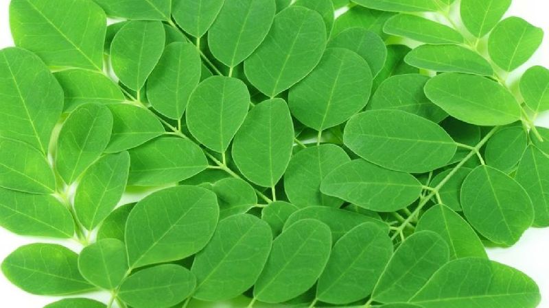 Moringa Leaf Powder, for Medicines Products, Style : Dried