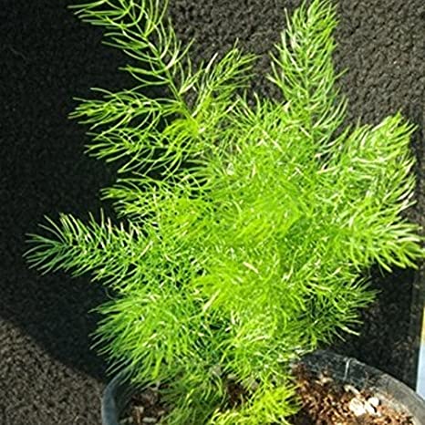 Shatavari Plant, for Medicine Use, Grade : Medicinal