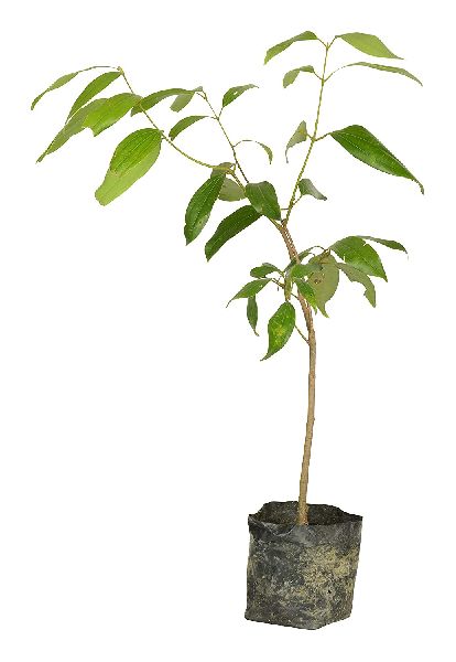 Tej-Patta Plant