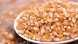 Common Maize Seeds, for Human Consuption