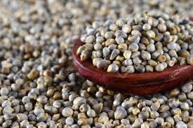 Common Pearl Millets, for Cattle Feed, Cooking
