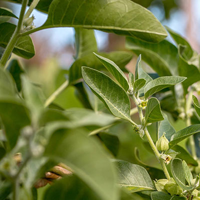 Ashwagandha, Feature : Good for Health