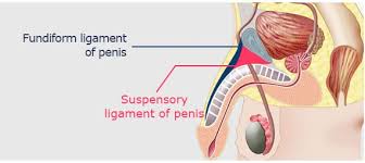 Penile Lengthening Surgery In India