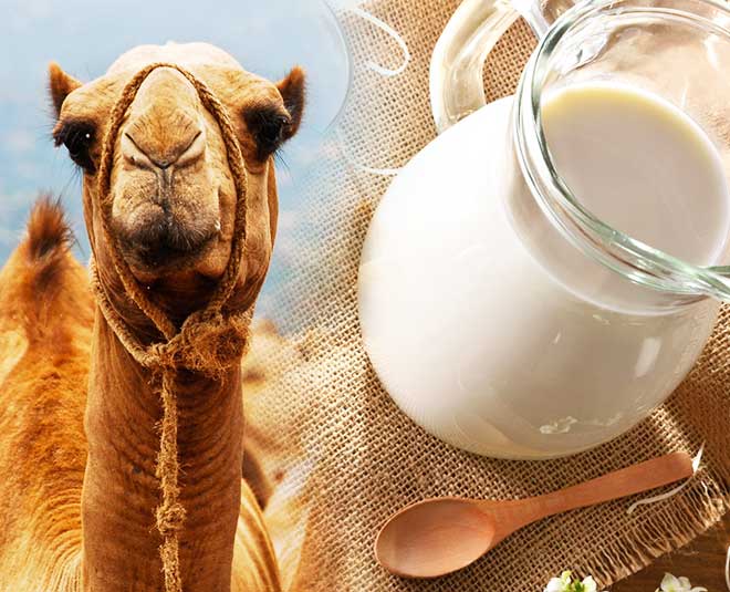 Camel Milk, for Making Tea-Coffee, Drinking, Feature : Completely Safe