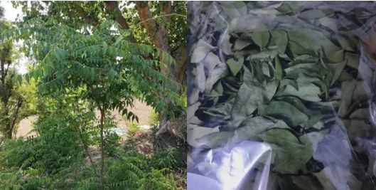 Organic Dried Curry Leaves, Packaging Type : Plastic Packet