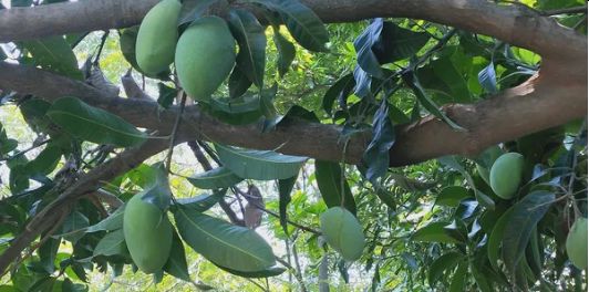 Fresh Mangoes, for Juice Making, Direct Consumption
