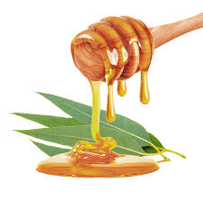 eucalyptus honey