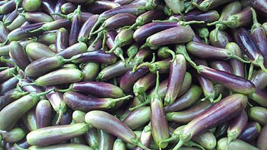 Fresh Eggplant