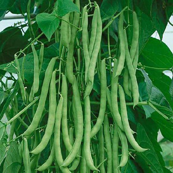 Organic Fresh French Beans, for Cooking, Oil Extraction, Packaging Type : Jute Bag