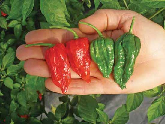 Fresh Hot Chili Peppers