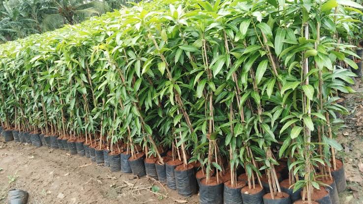 Bombay Green Mango Plant