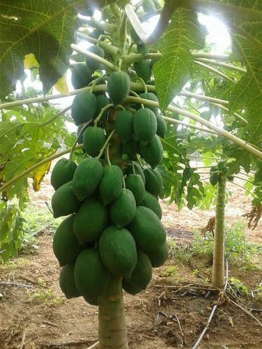 Hybrid Papaya Plants