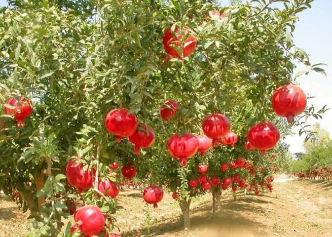 Hybrid Pomegranate Plant, Packaging Type : Bag