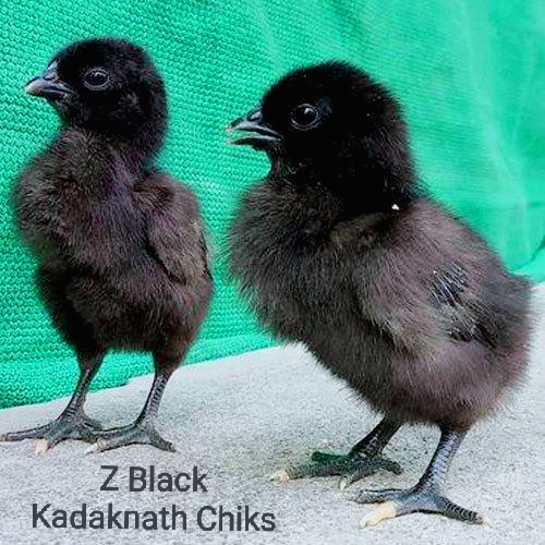 Kadaknath chicks, for Poultary Farming