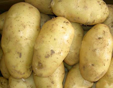 Organic Potato, Packaging Type : Jute Bag