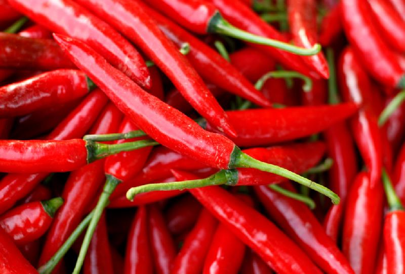 Fresh Red Chili, Variety : Salem Gundu